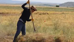 Faizsiz Kredi Ertelemesi İstiyorlar: Ayçiçek Hasadı Çiftçinin Belini Büktü! - Haber Trend